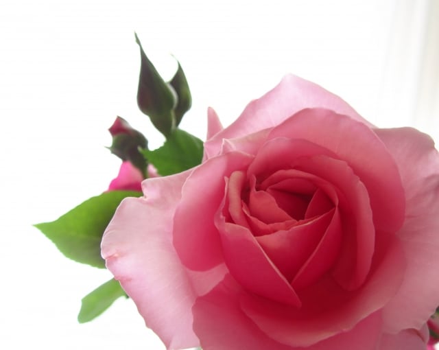 プロポーズ花タイム | バラ108本をもらった後は⁈持ち帰りから保存加工までの詳細ガイド