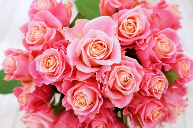 プロポーズ花タイム | プロポーズ花束の完全ガイド｜バラの意味・本数・選び方・値段・渡し方