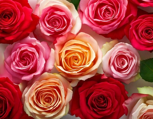 プロポーズ花束のプリザーブドフラワーは?　プロポーズ花タイム