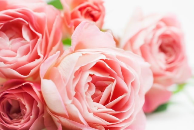 バラ12本｜プロポーズの意味と値段・おすすめ通販まとめ