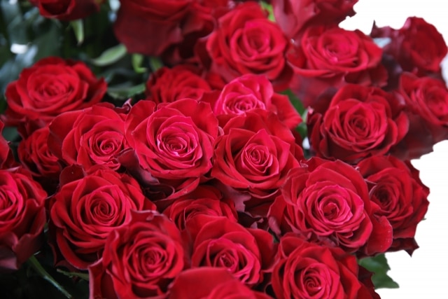プロポーズ花タイム | バラ108本の値段相場｜プロポーズや記念日の花通販ショップまとめ