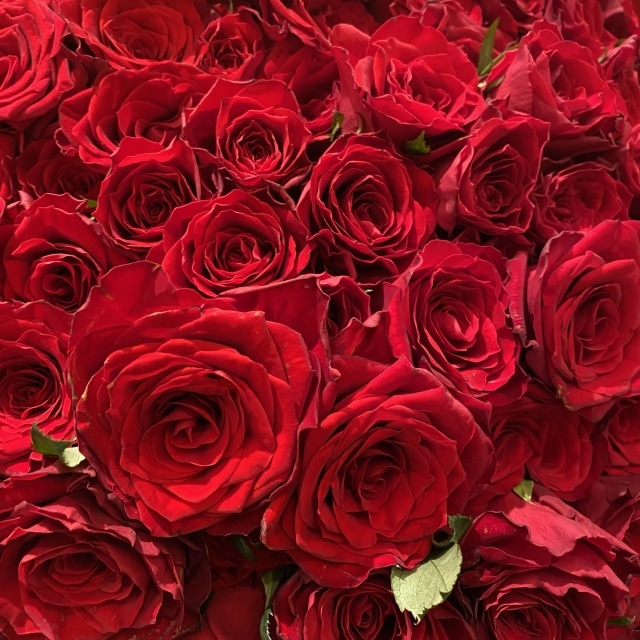 プロポーズ花タイム | バラ108本は困る？は本当？女性の本音とおすすめ通販・演出ガイド