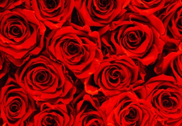 プロポーズ花タイム | バラ12本もらった後｜(渡した後の)手入れと保存【ダーズンローズプロポーズ･記念日】