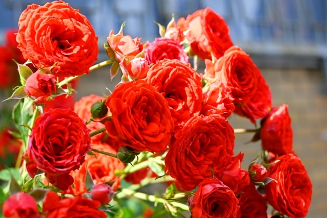 プロポーズ花タイム | プロポーズにバラ12本は少ない？｜108本との比較・おすすめ通販は？